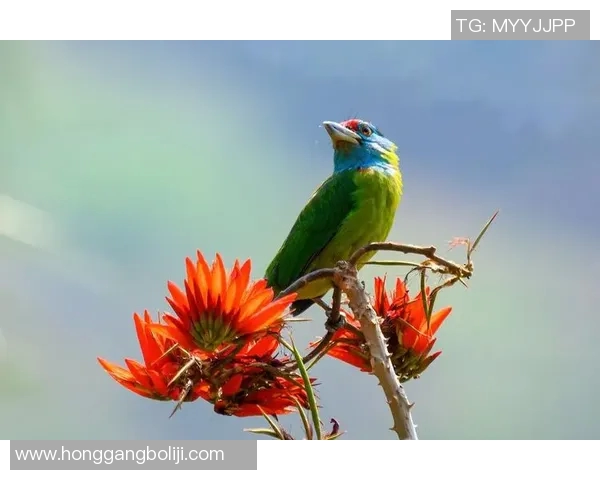 雄鹿的栖息地与习性探究：从森林到草原的生态适应与生存智慧
